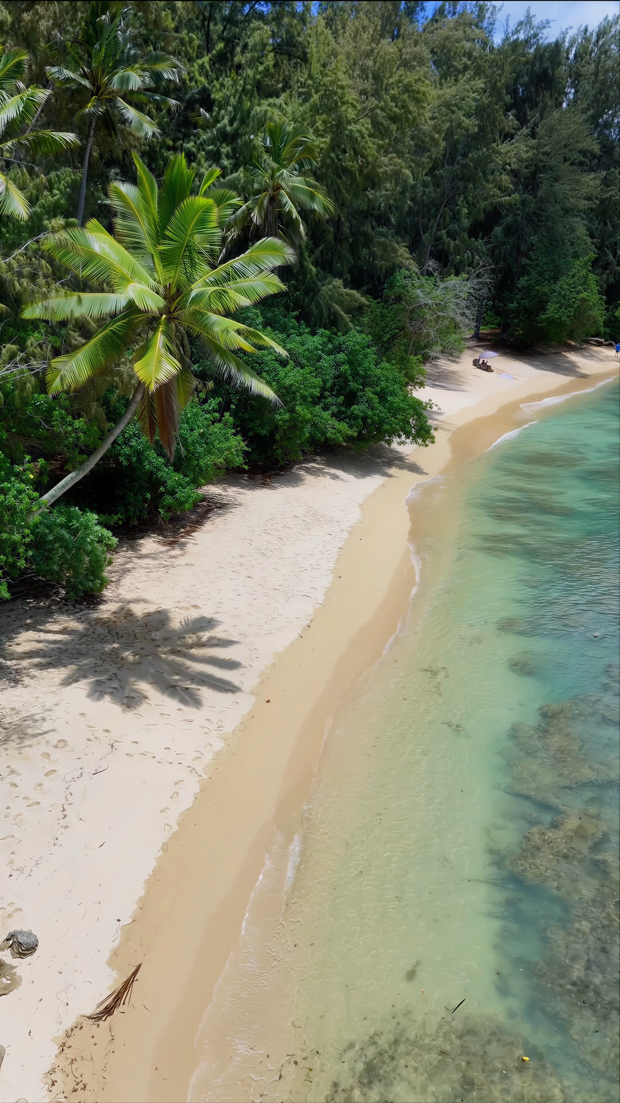 A secluded white-sand beach bordered by dense island palms